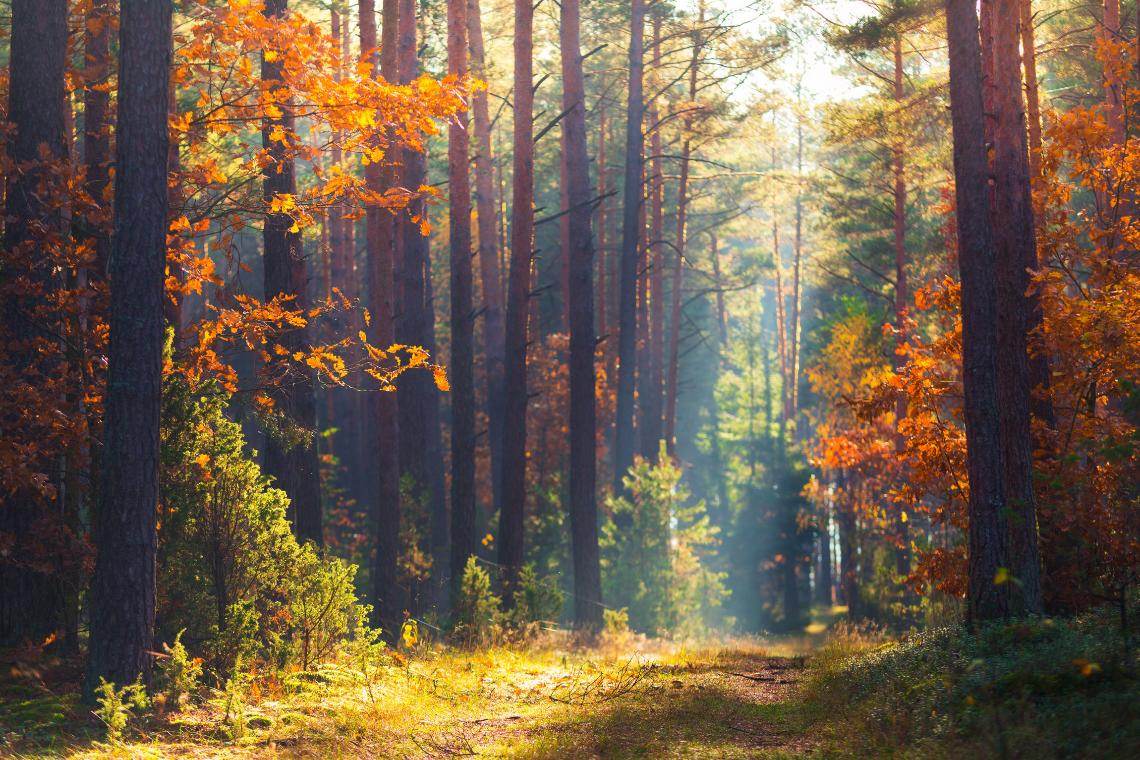 forêt automne