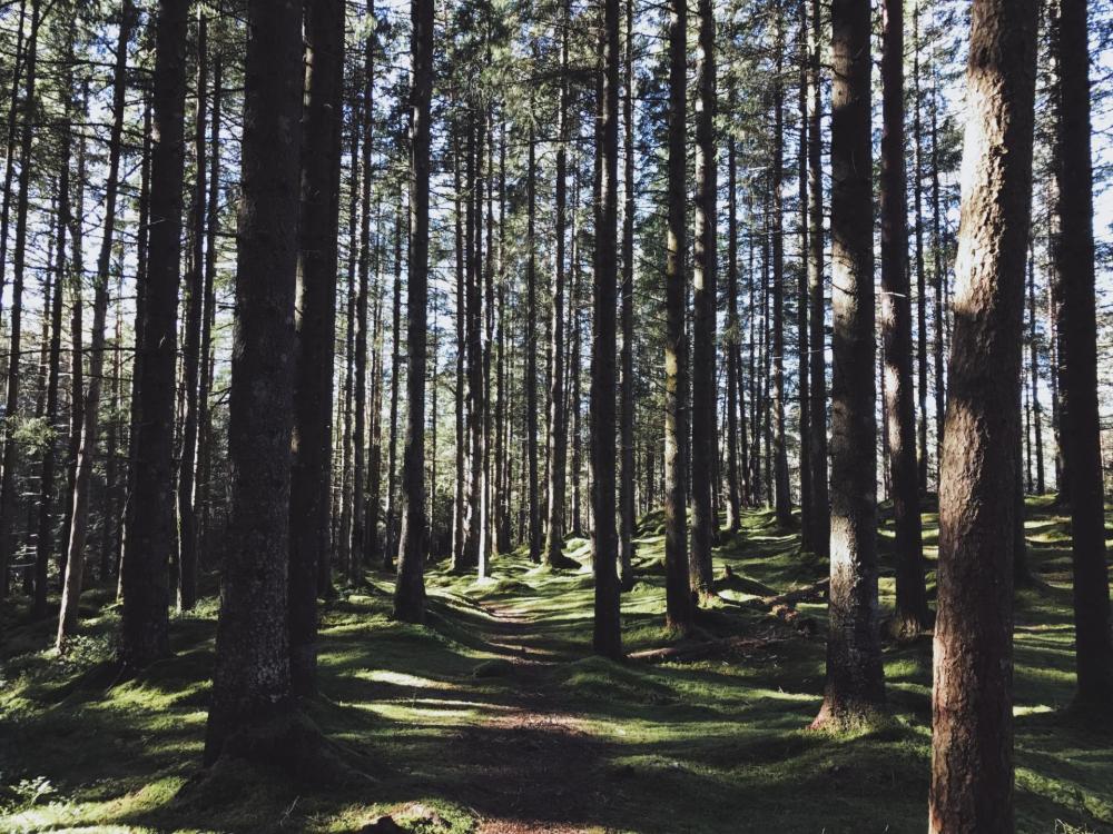 forêt